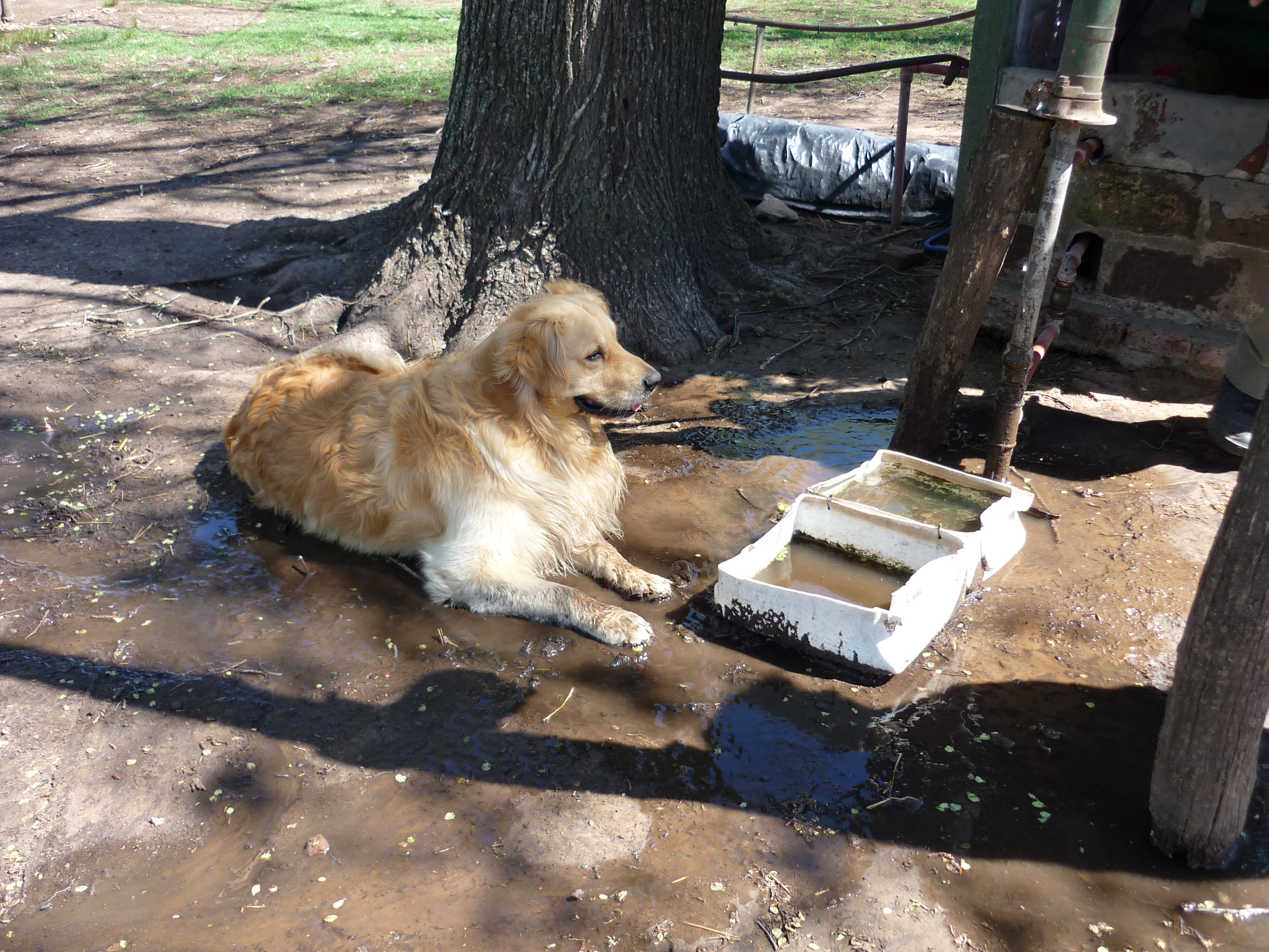 fotos/2009-10-11 - Asado campo facha/P1000262.JPG